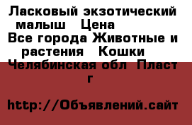 Ласковый экзотический малыш › Цена ­ 25 000 - Все города Животные и растения » Кошки   . Челябинская обл.,Пласт г.